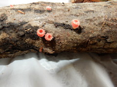 Microstoma floccosum