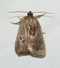 Amphipyra glabella