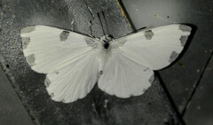 Hermathena candidata