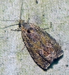 Olethreutes olivaceana