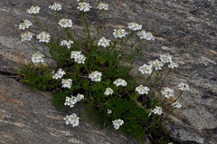 Achillea erba-rotta