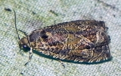 Olethreutes olivaceana