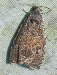 Olethreutes olivaceana