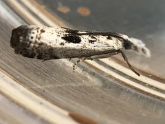 Microcrambus kimballi