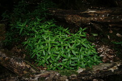 Epilobium roseum