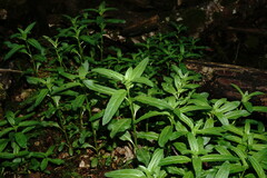 Epilobium roseum