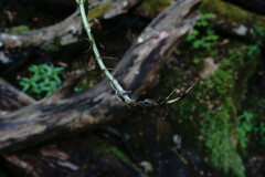 Epilobium roseum