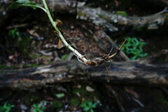 Epilobium roseum