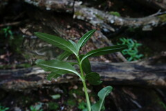 Epilobium roseum