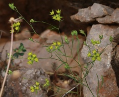 Bupleurum veronense