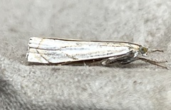 Crambus saltuellus