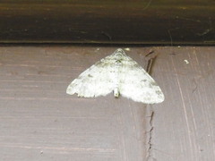 Lobophora