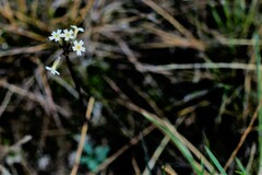 Primula egaliksensis