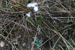 Primula egaliksensis