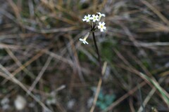 Primula egaliksensis