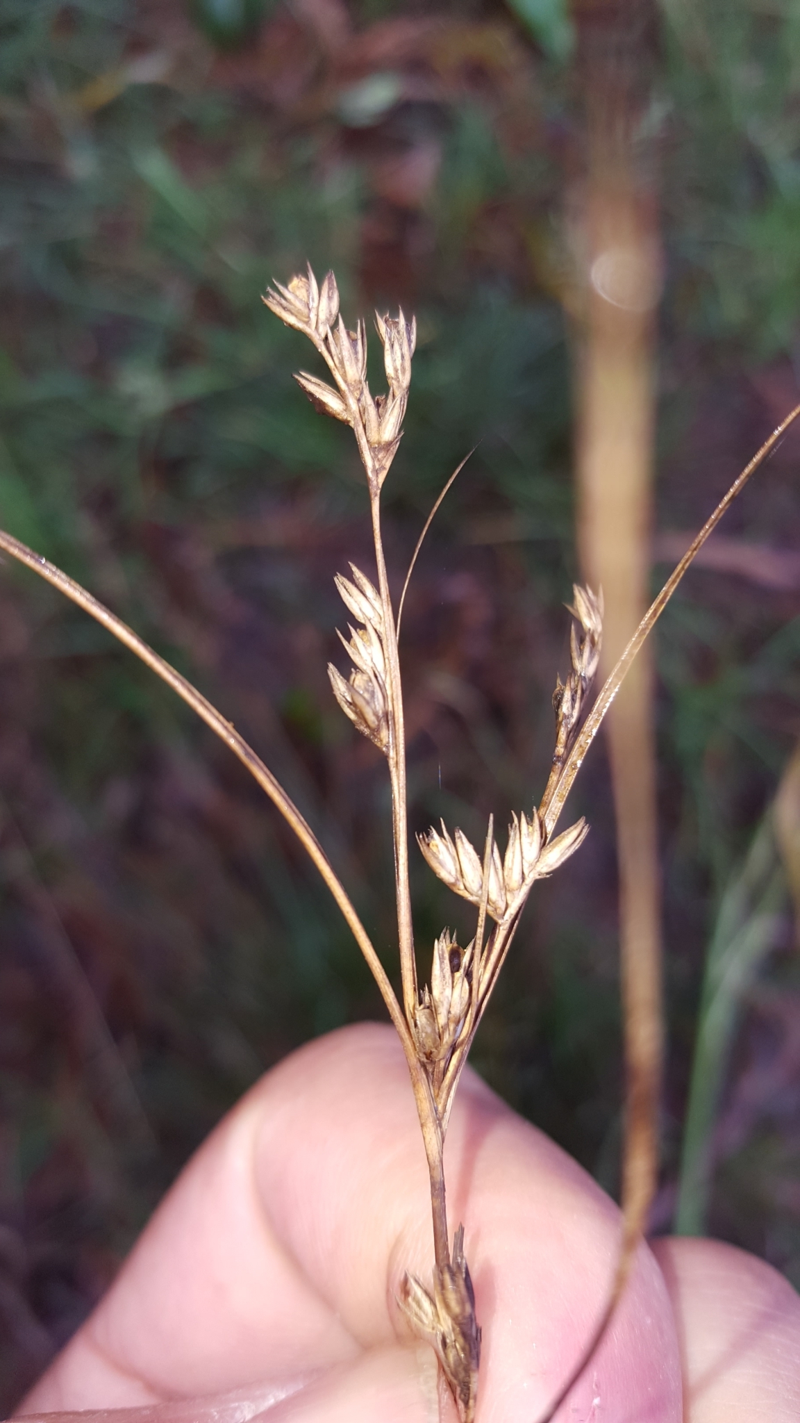 (c) François Rousseu, certains droits réservés (CC BY-NC) https://www.inaturalist.org/observations/124243120