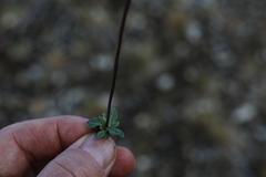 Primula egaliksensis
