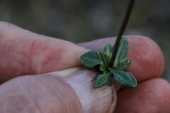 Primula egaliksensis