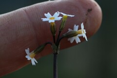 Primula egaliksensis