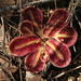 Drosera squamosa - Photo (c) Wildlife Travel, some rights reserved (CC BY-NC)