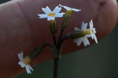 Primula egaliksensis
