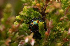 Chrysolina cerealis
