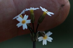 Primula egaliksensis