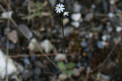 Primula egaliksensis