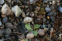 Primula egaliksensis