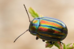 Chrysolina cerealis