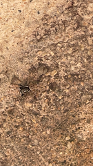 Menemerus semilimbatus