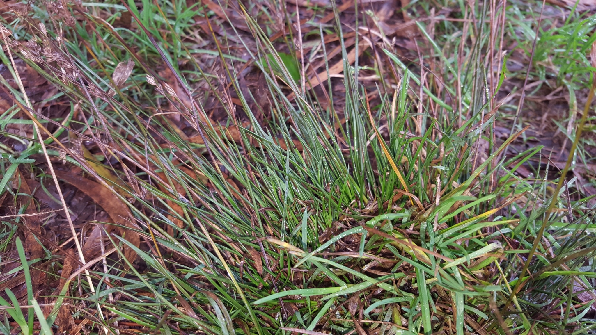 (c) François Rousseu, certains droits réservés (CC BY-NC) https://www.inaturalist.org/observations/124243120