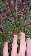 Juncus tenuis image