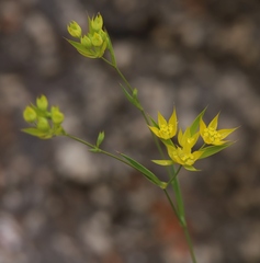Bupleurum veronense