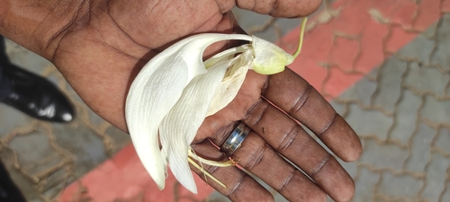 Image of Sesbania grandiflora by (c) renjus box, some rights reserved (CC BY)
