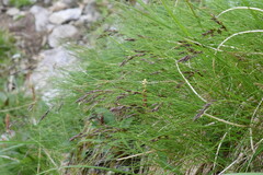 Festuca quadriflora