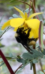 Bombus pensylvanicus