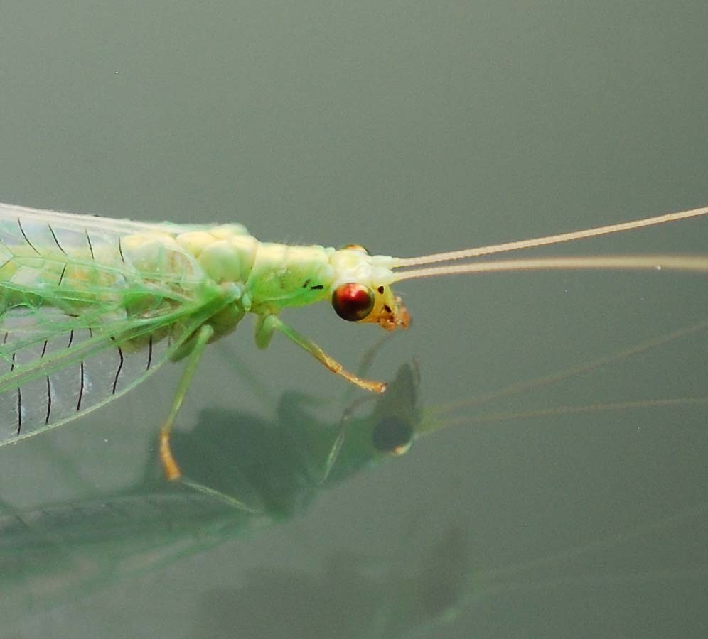 Cunctochrysa albolineata