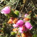 Erica hippurus - Photo (c) Petra Broddle,  זכויות יוצרים חלקיות (CC BY-NC), הועלה על ידי Petra Broddle