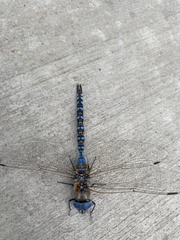 Rhionaeschna multicolor