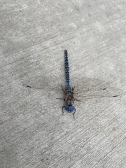 Rhionaeschna multicolor