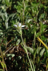 Minuartia hirsuta