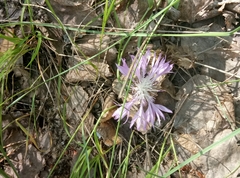 Psephellus marschallianus