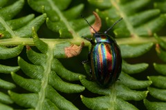 Chrysolina cerealis