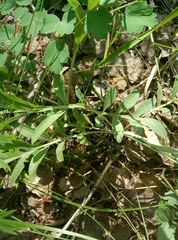 Psephellus marschallianus