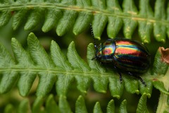 Chrysolina cerealis