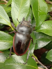 Odontolabis cuvera sinensis