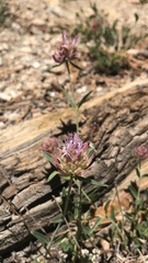 Monardella australis