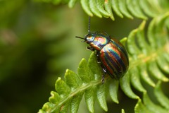 Chrysolina cerealis