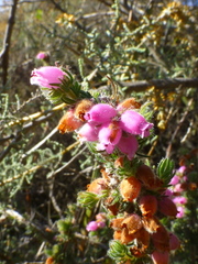 Erica hippurus